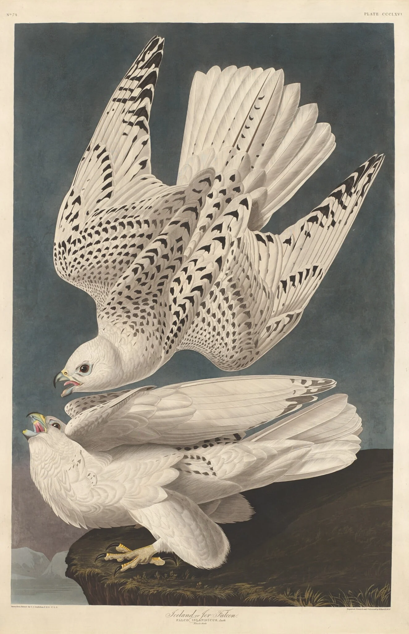Iceland or Jer Falcon, by Robert Havell Jr., ink, 1837