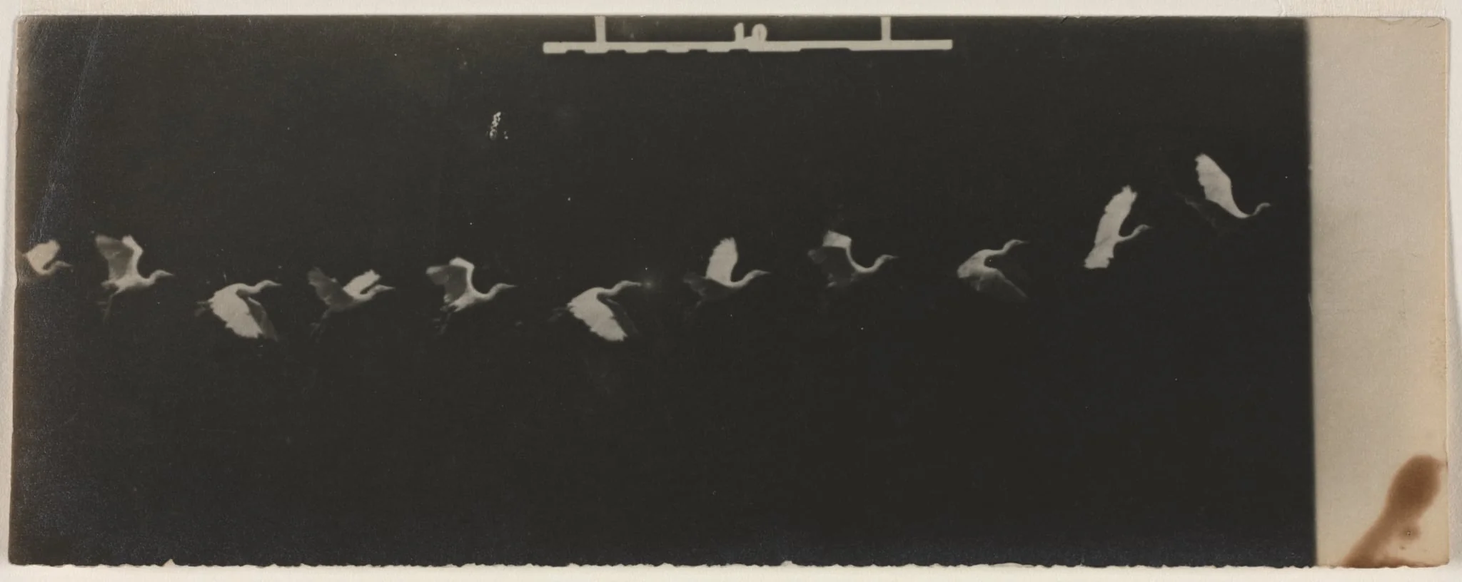Chronophotograph of a Flying Heron, by Étienne-Jules Marey, 1885