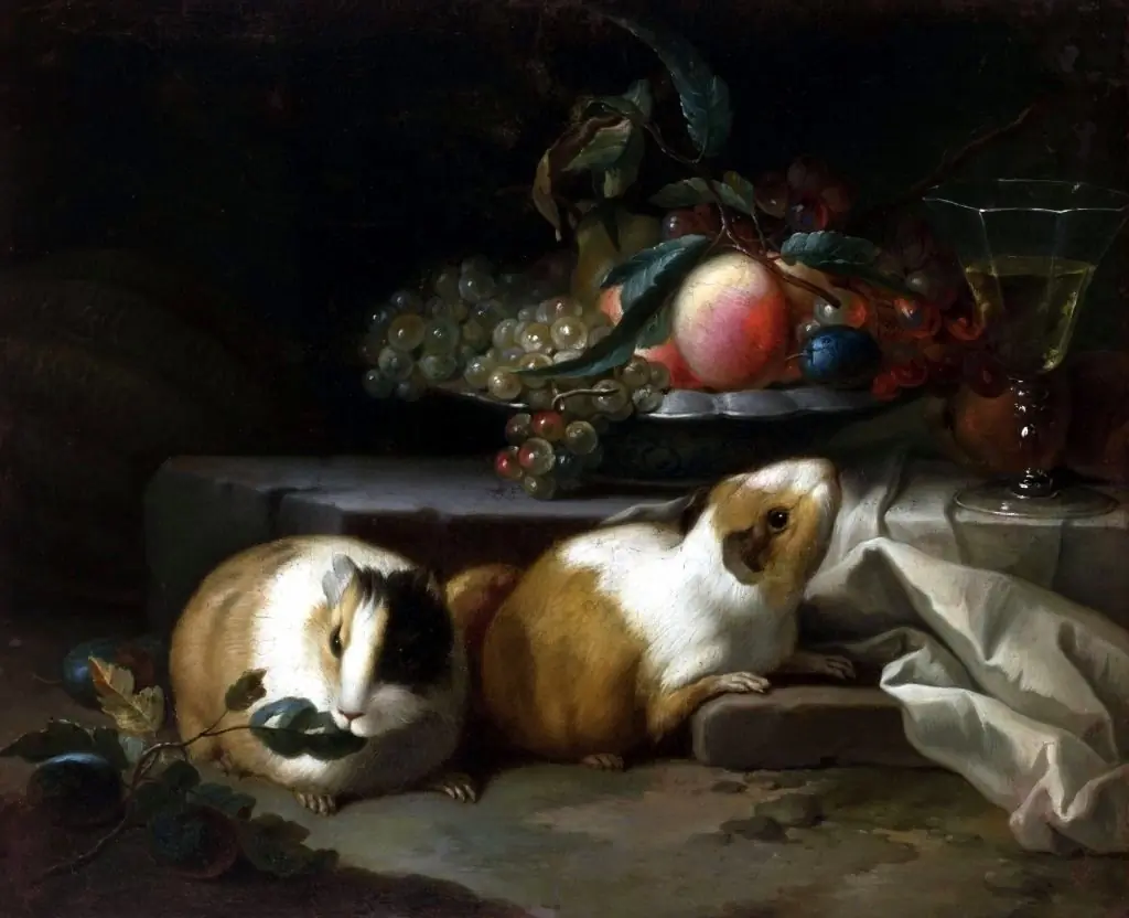 Still life with guinea pigs.