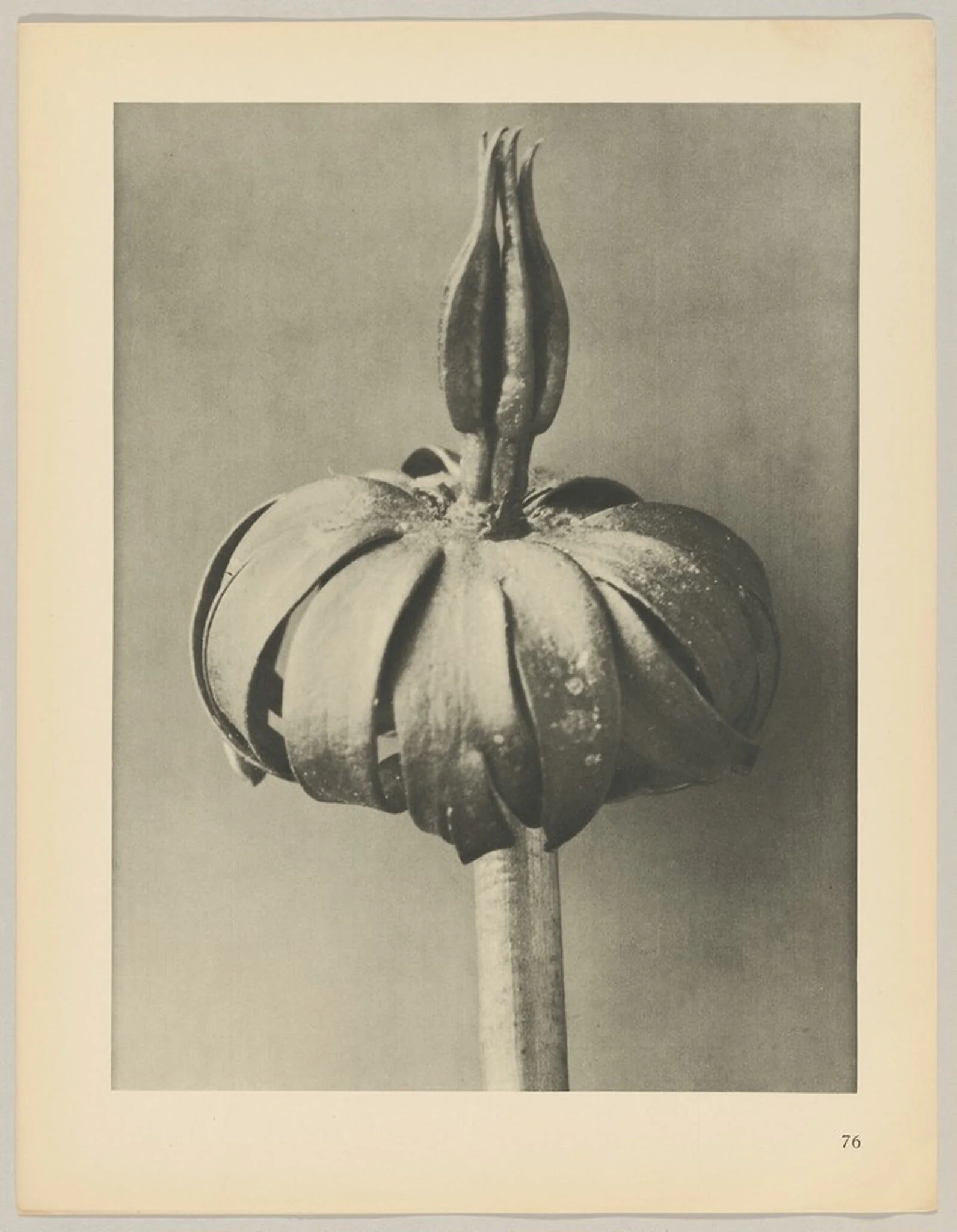 Eranthis cilicica, by Karl Blossfeldt, 1928