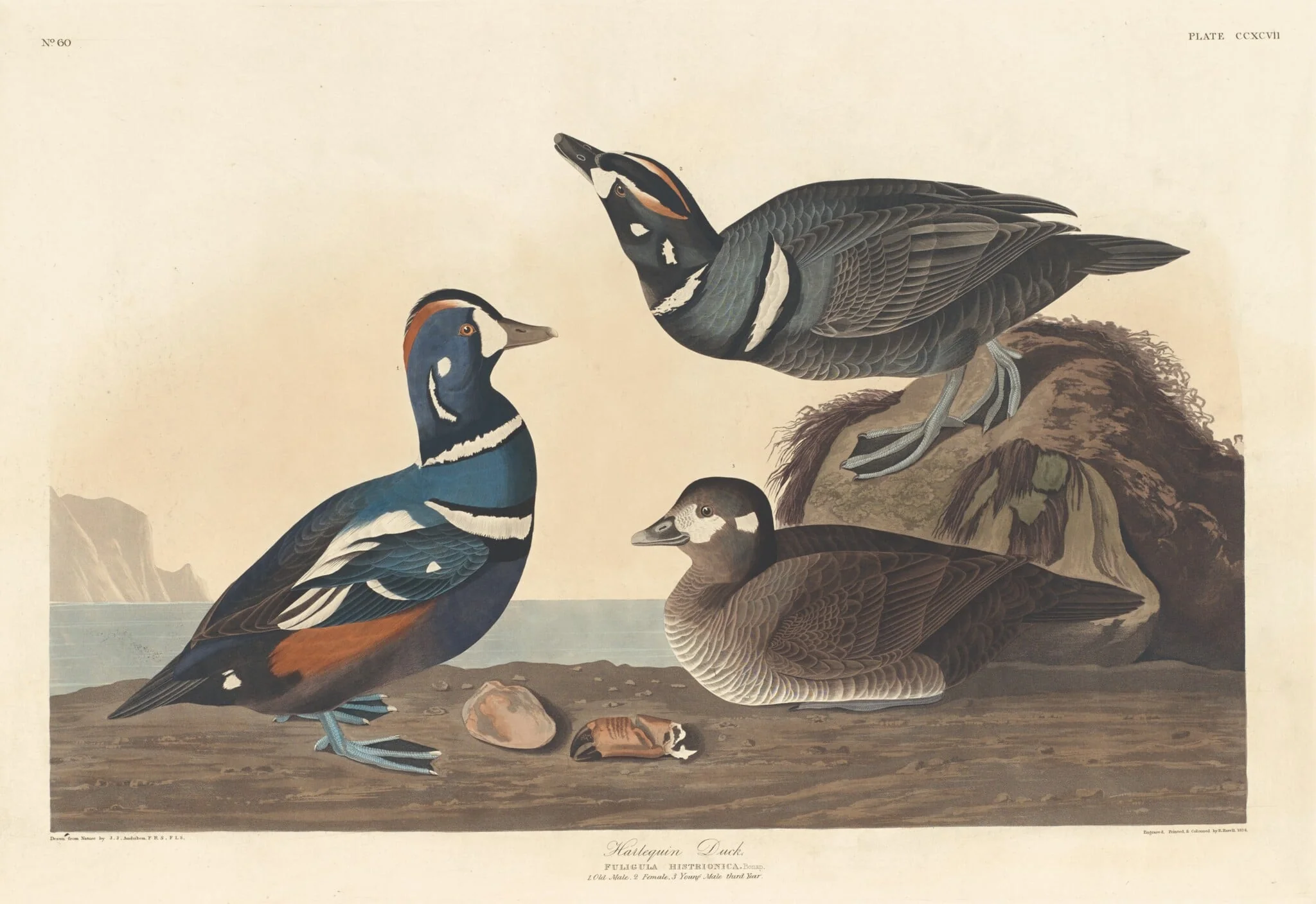 Harlequin Duck, by Robert Havell Jr., ink, 1836