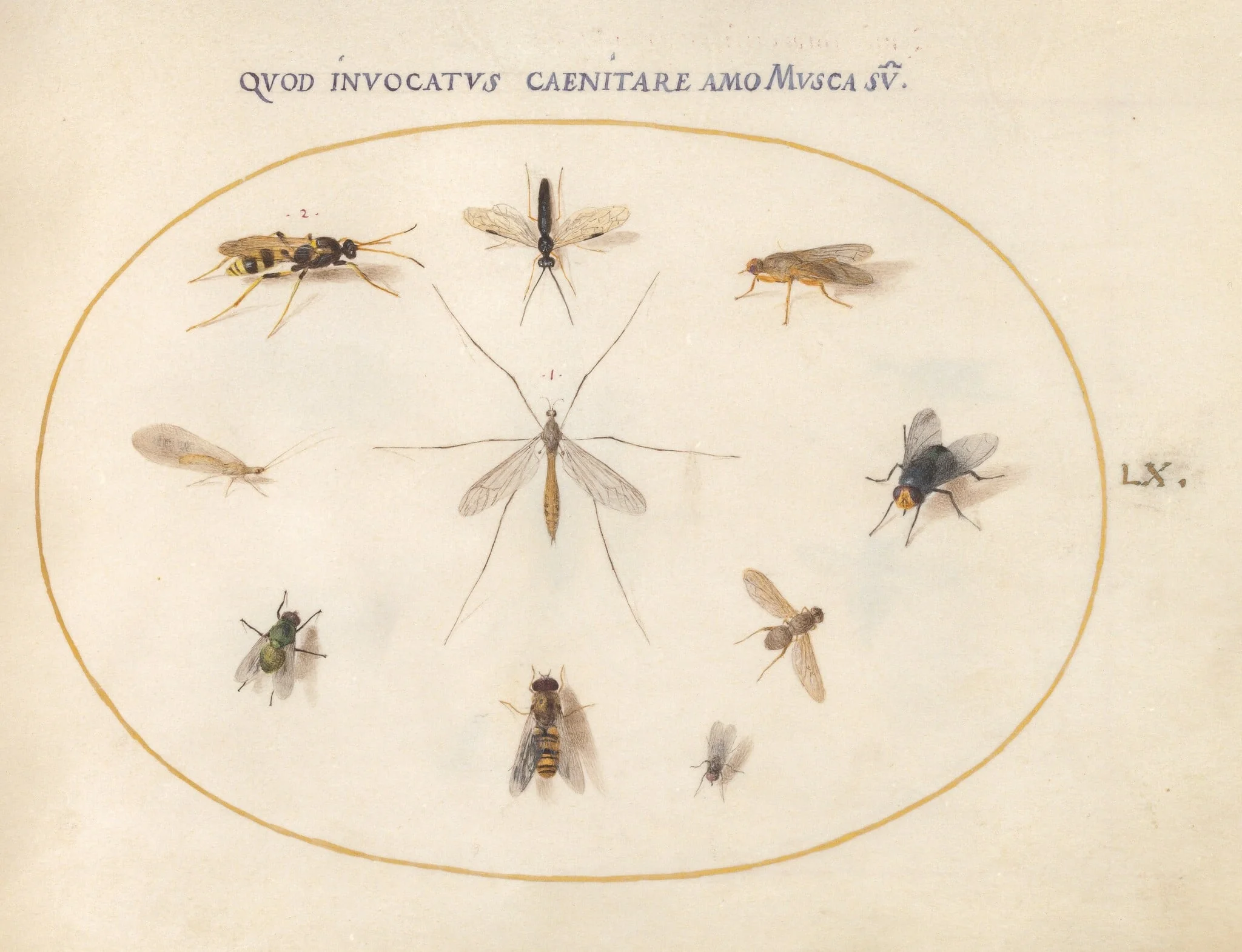 Plate 60: Flies and Other Insects, by Joris Hoefnagel, gouache, 1594