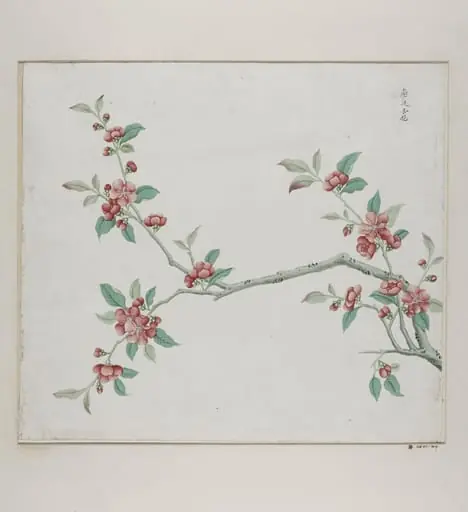 Gang bian xing hua