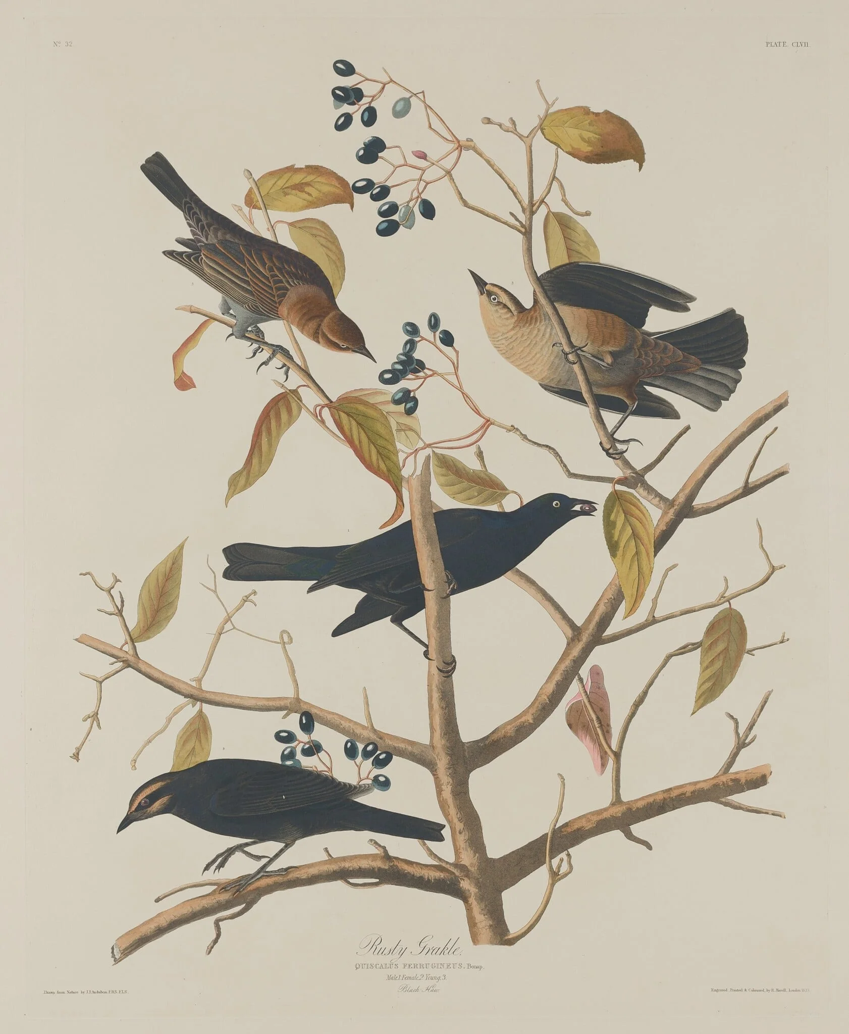 Rusty Grakle, by Robert Havell Jr., ink, 1833