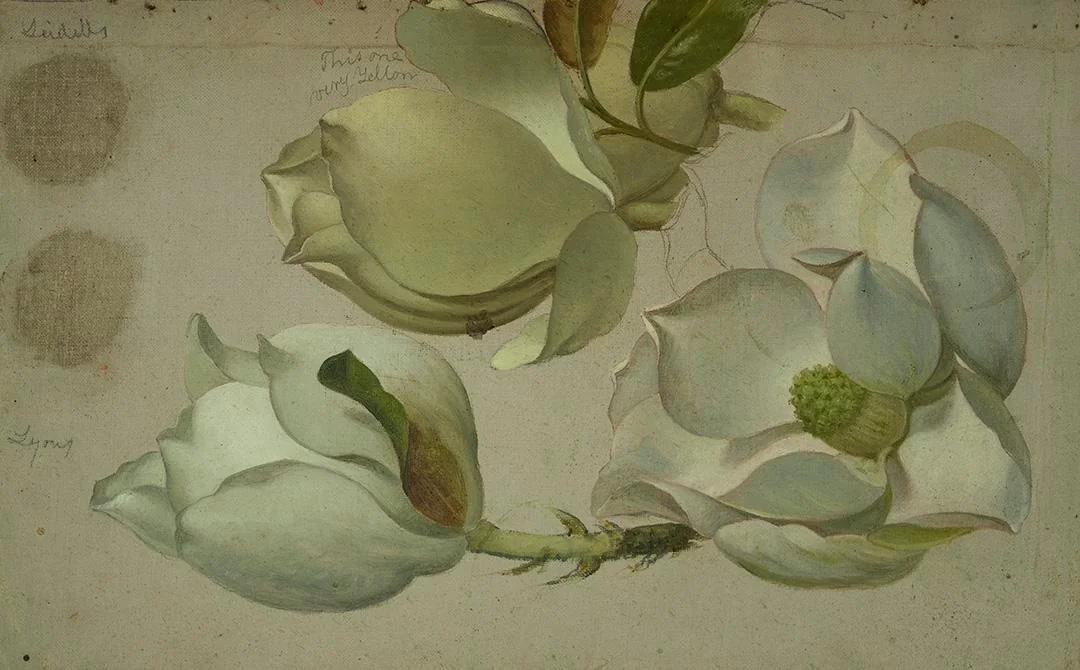 Study of Three Magnolia Blossoms, by Martin Johnson Heade, unspecified, 1893
