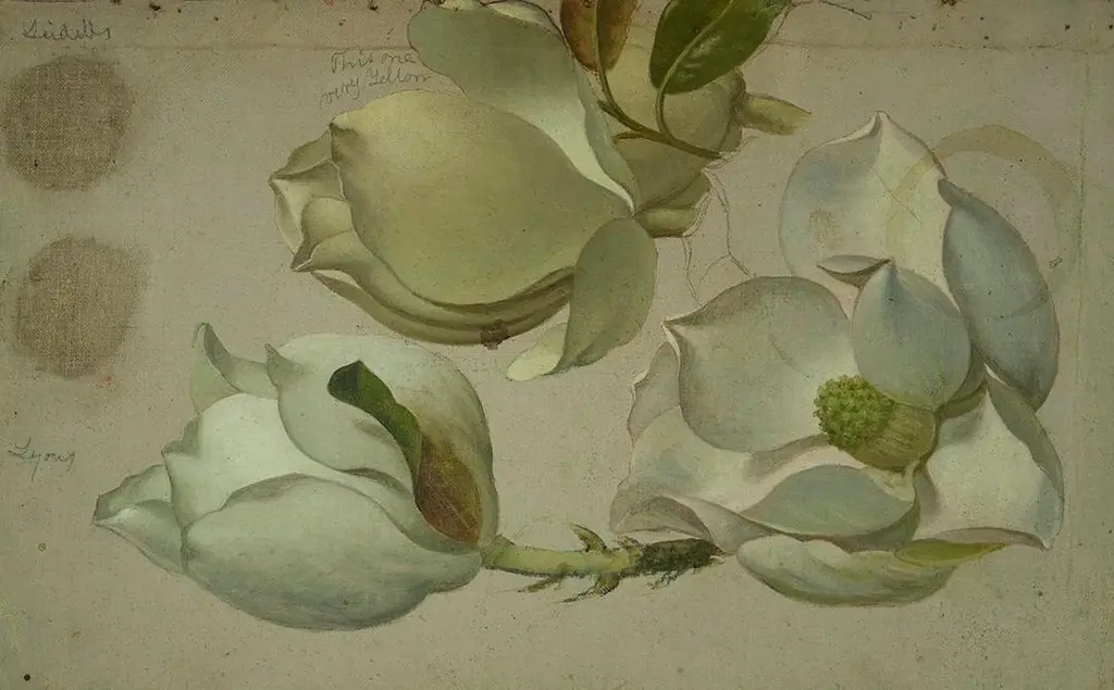 Study of Three Magnolia Blossoms