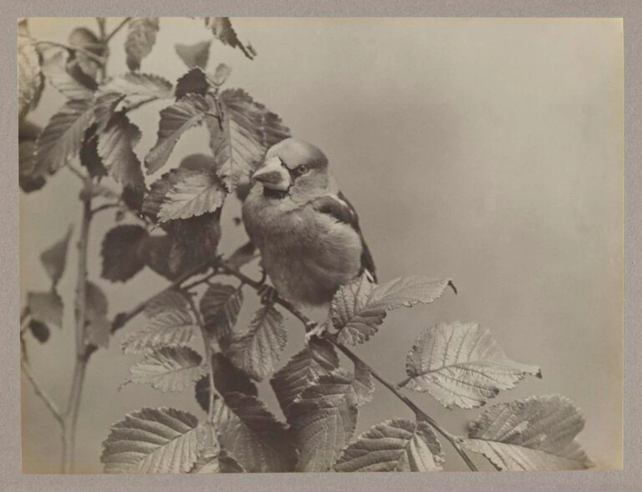 Hawfinch, by Zoological Photographic Club, photographic