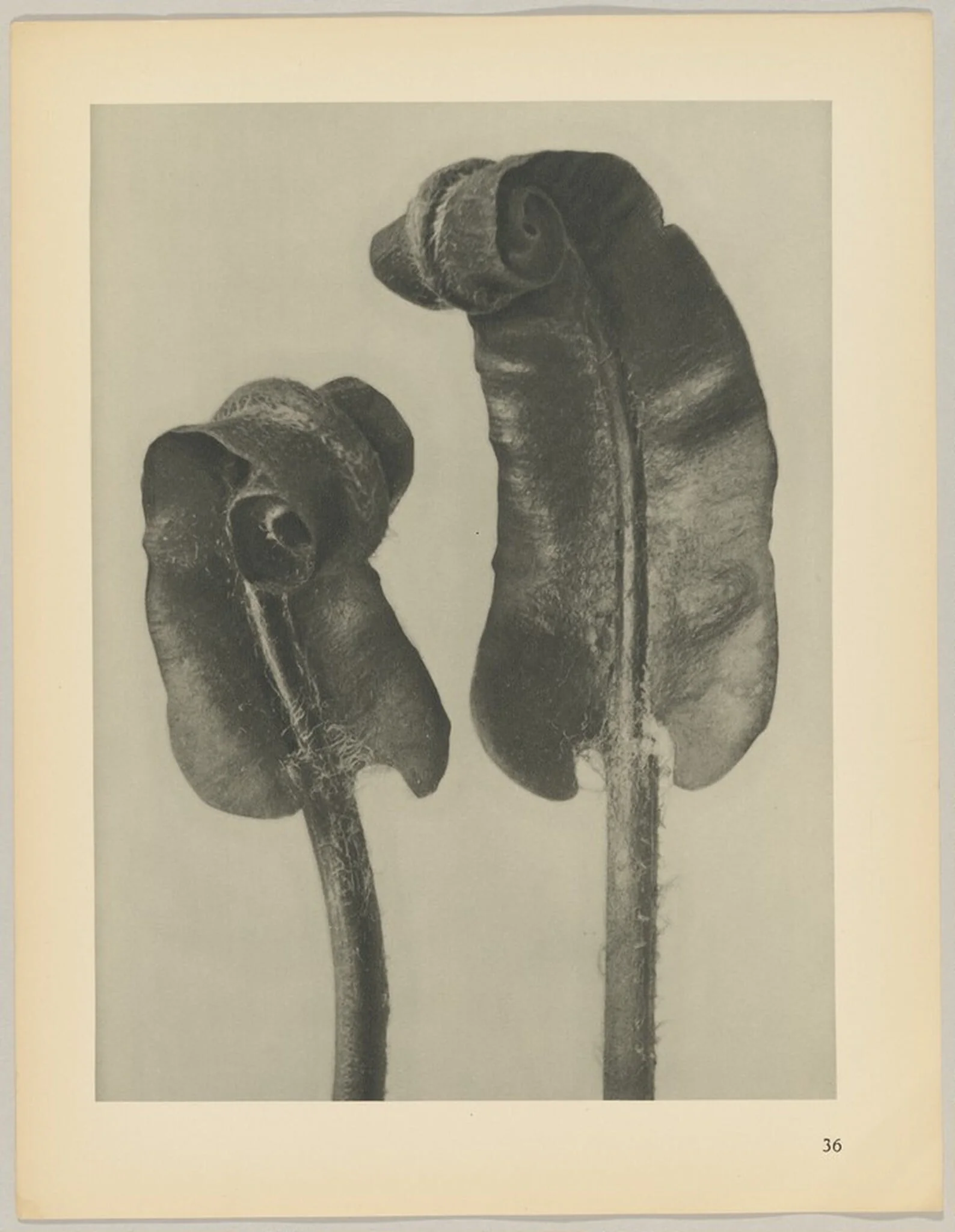 Scolopendrium vulgare, by Karl Blossfeldt, 1928