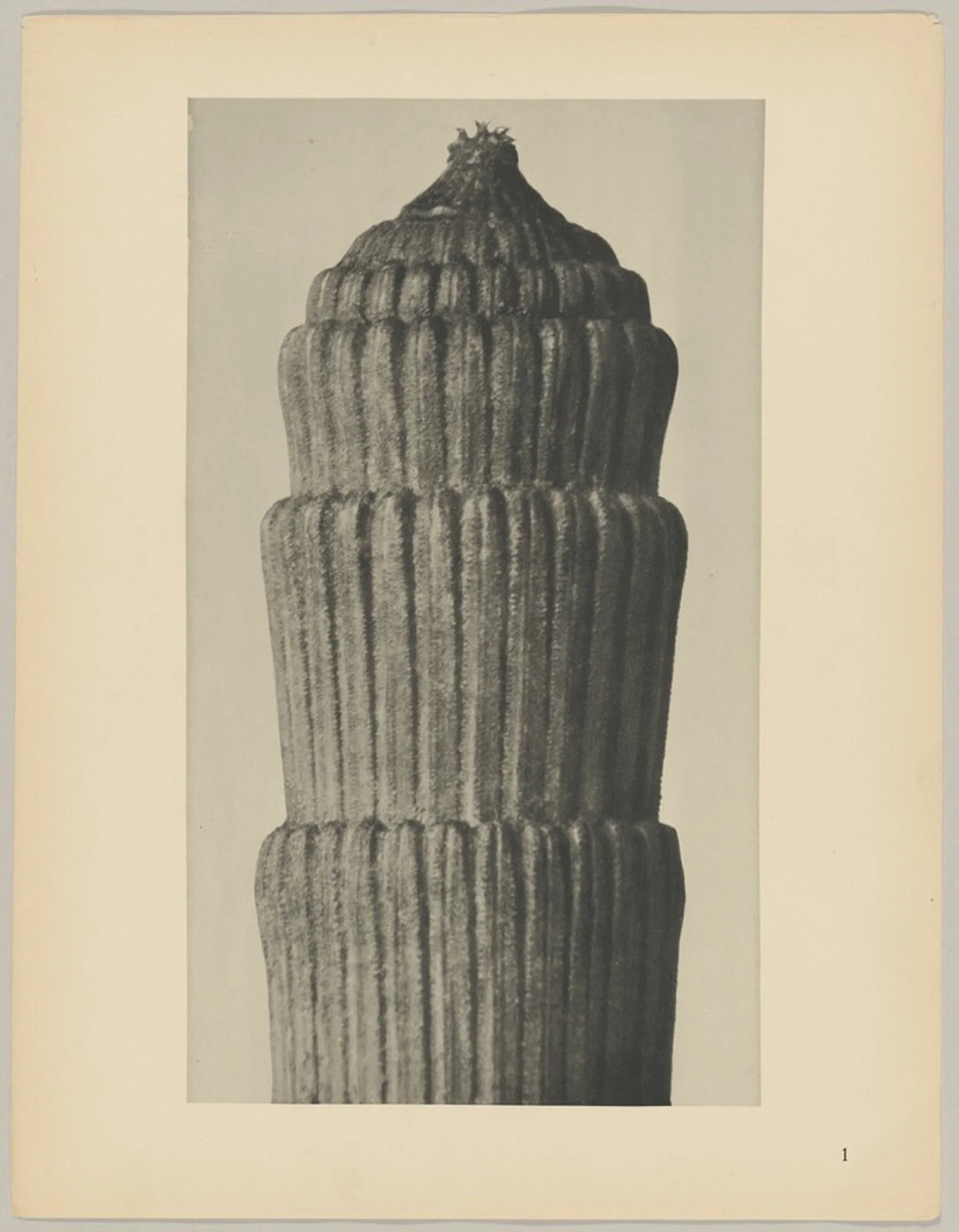 Equisetum hiemale