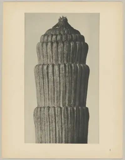 Equisetum hiemale