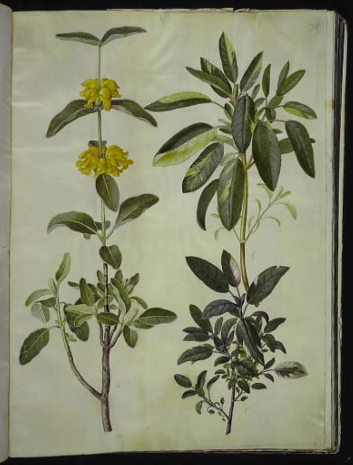 Phlomis fruticosa (almindelig løvehale); Salvia officinalis (læge-salvie), by Unknown, unspecified, 1654