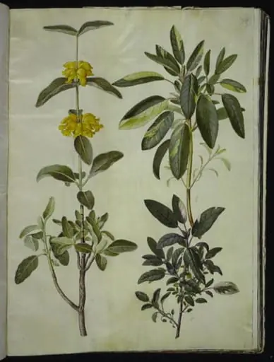 Phlomis fruticosa (almindelig løvehale); Salvia officinalis (læge-salvie)