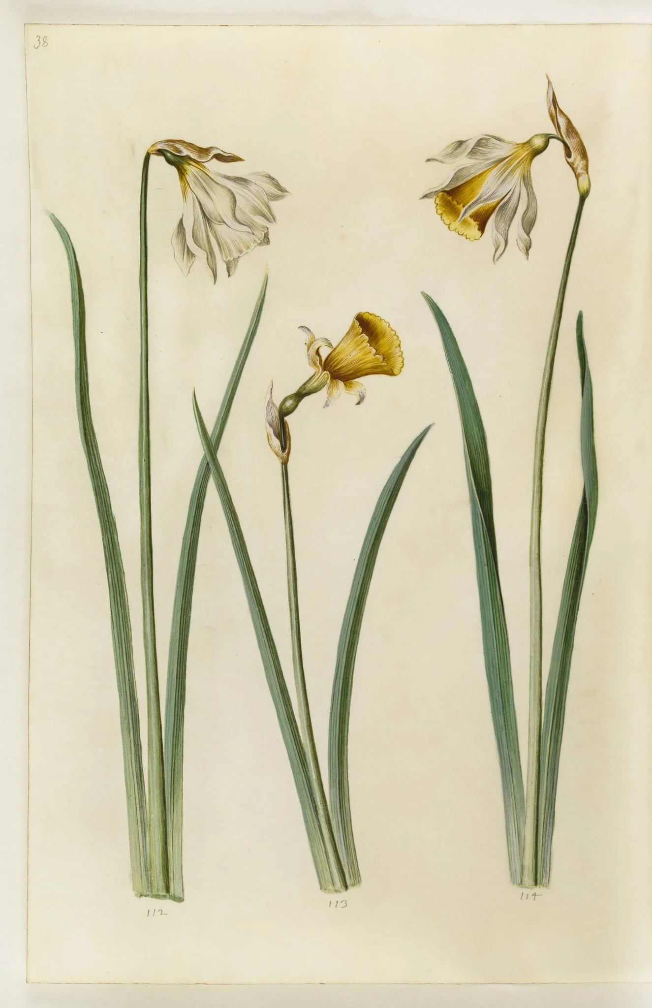 Narcissus pseudonarcissus moschatus (moskus-narcis); Narcissus bulbocodium (krinoline-narcis); Narcissus pseudonarcissus (påskelilje)