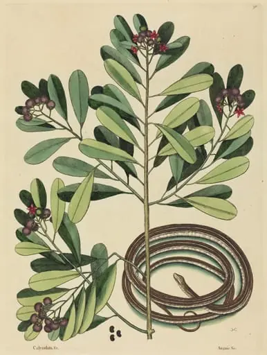 The Ribbon Snake (Coluber saurita)