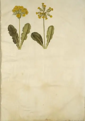 Primula veris (hybrid af hulkravet kodriver); Primula veris (hulkravet kodriver)