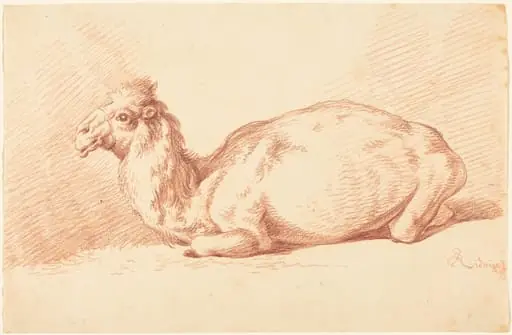 A Dromedary Camel