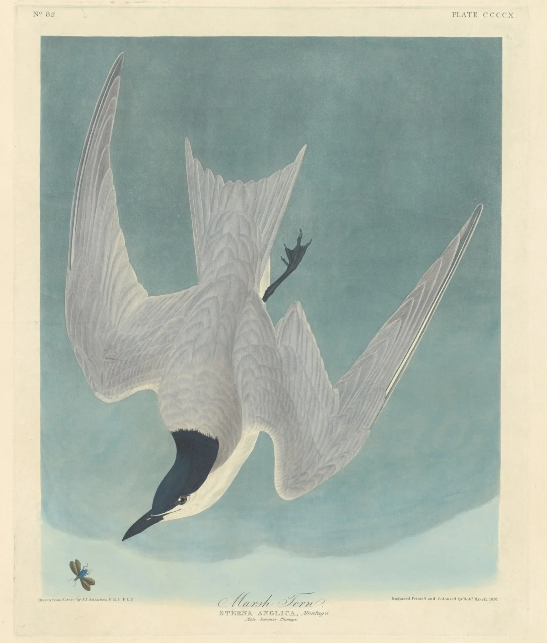 Marsh Tern, by Robert Havell Jr., ink, 1838