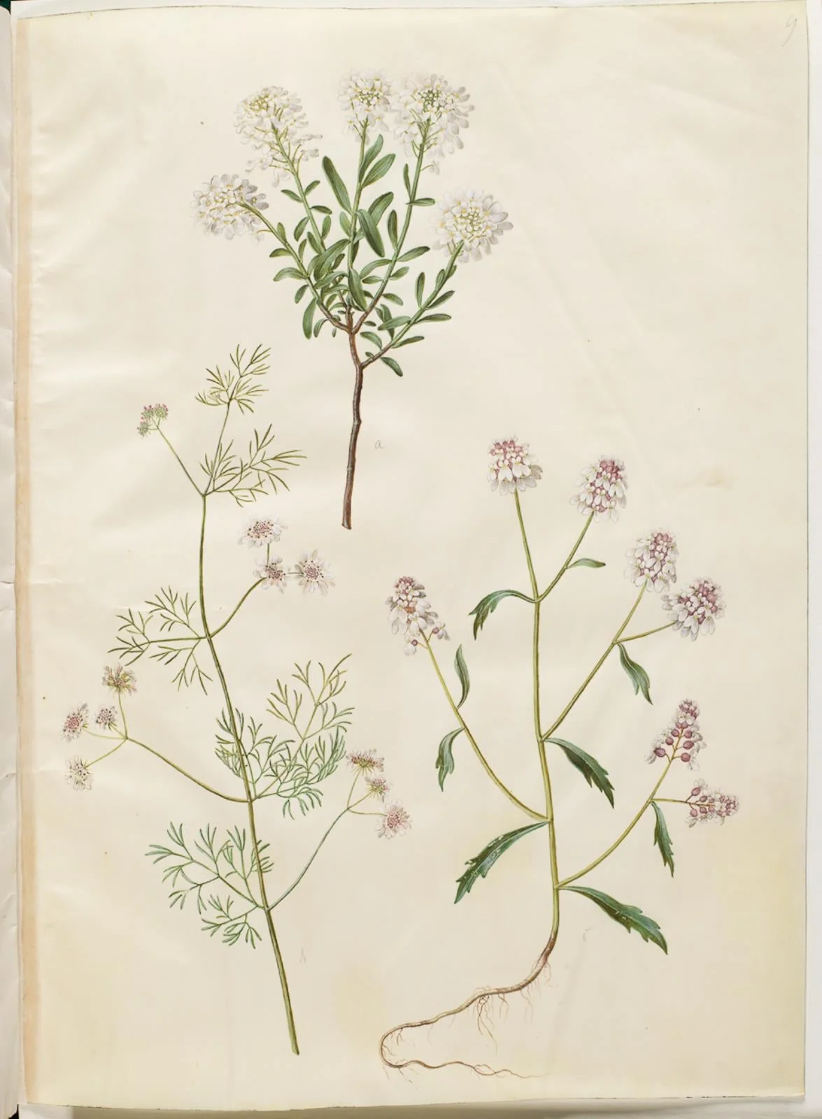 Iberis sempervirens (snepude); Coriandrum sativum (almindelig koriander); Iberis amara (bitter sløjfeblomst)