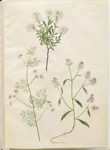 Iberis sempervirens (snepude); Coriandrum sativum (almindelig koriander); Iberis amara (bitter sløjfeblomst)