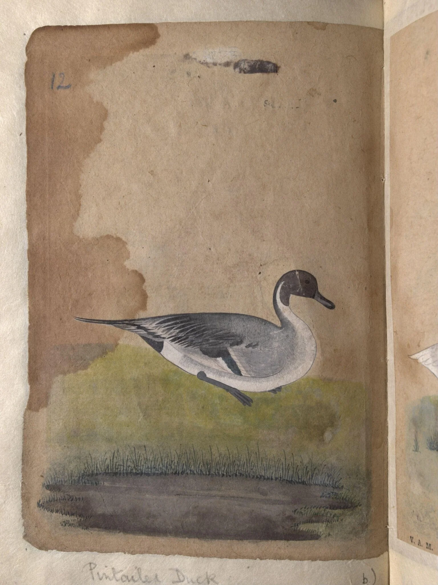 Depictions of a Gadwall duck and Pintailed duck of Northern India, by Unknown, paint, 1820