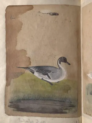 Depictions of a Gadwall duck and Pintailed duck of Northern India
