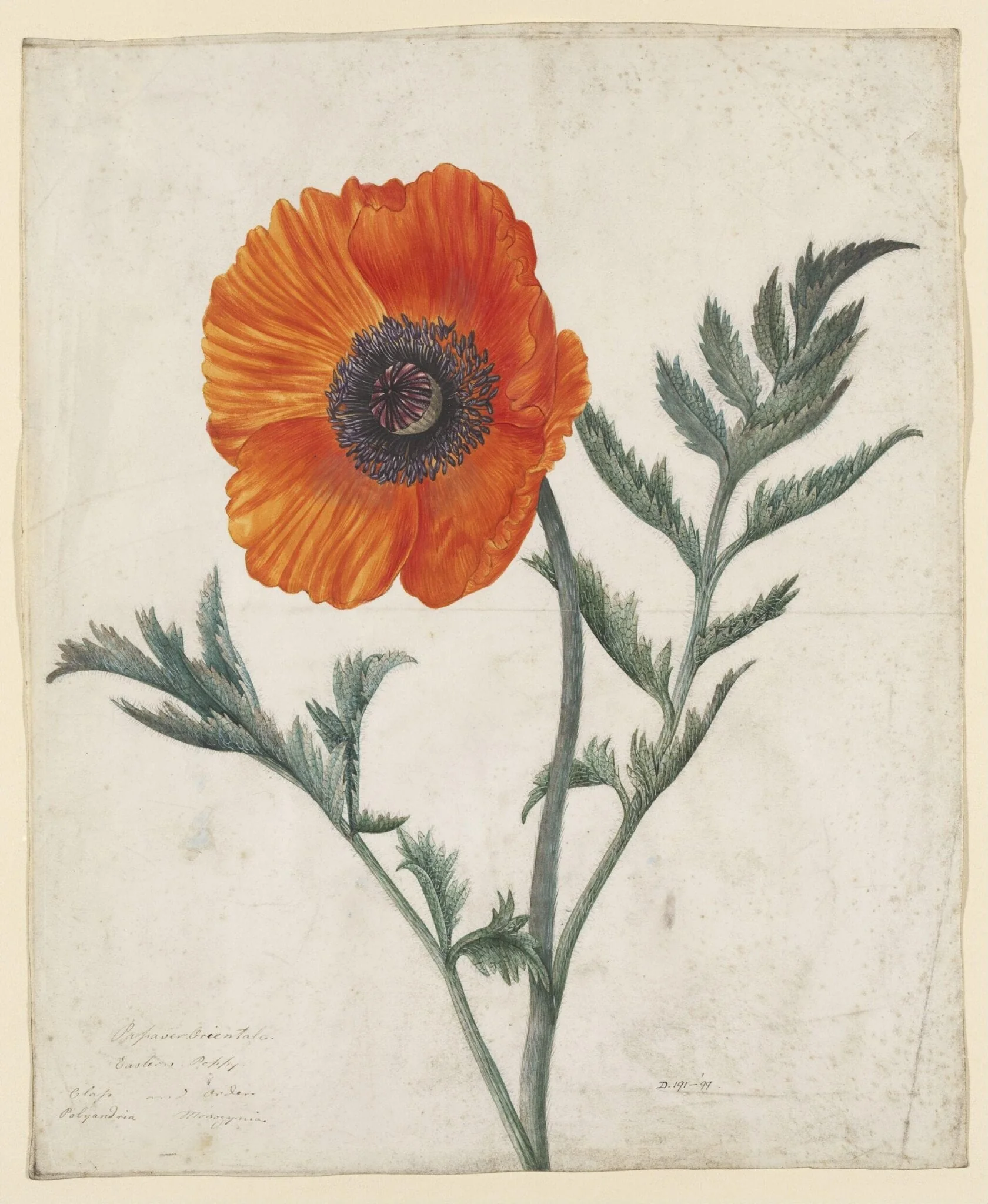 Untitled, by Louisa Hay Kerr, watercolor, 1850