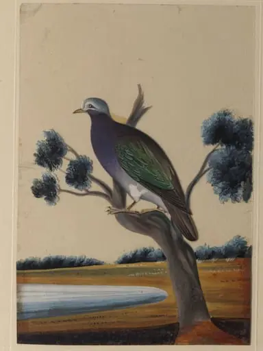 One of nine drawings of birds.