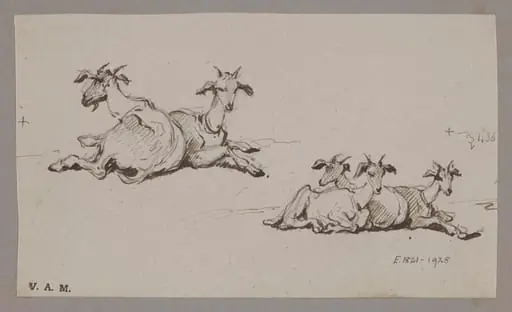 Two groups of goats