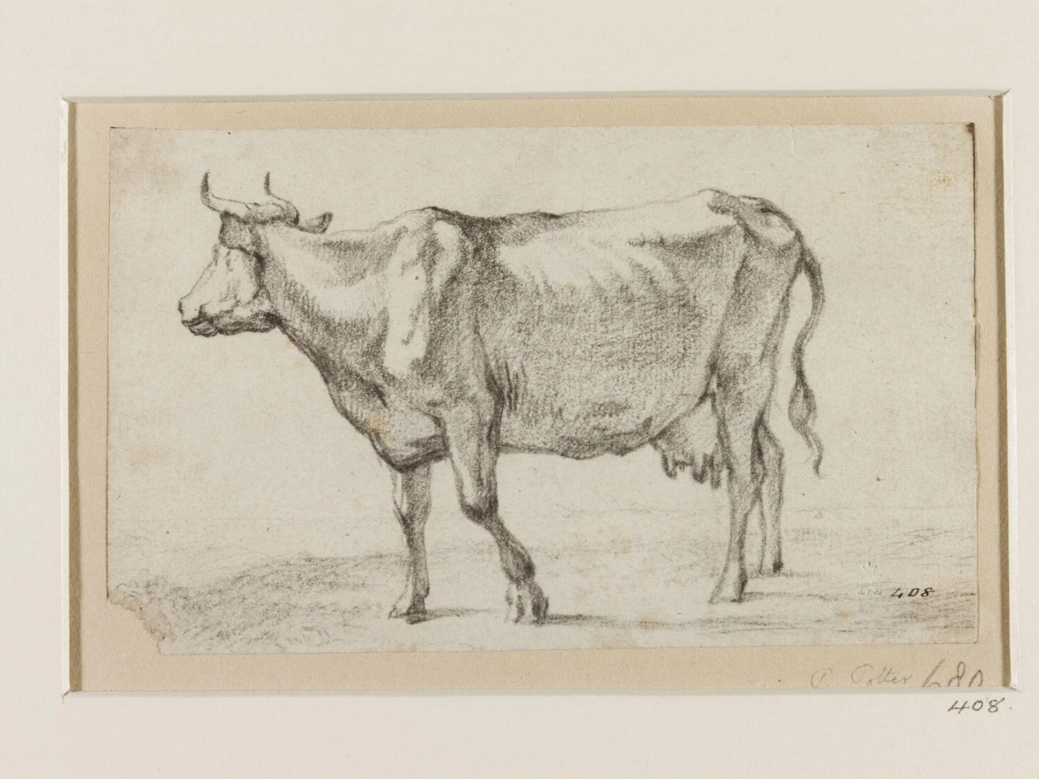 Cow Facing Left, with its Head Raised and Looking Up to the Right, by Paulus Potter, 1650