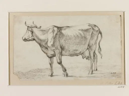 Cow Facing Left, with its Head Raised and Looking Up to the Right