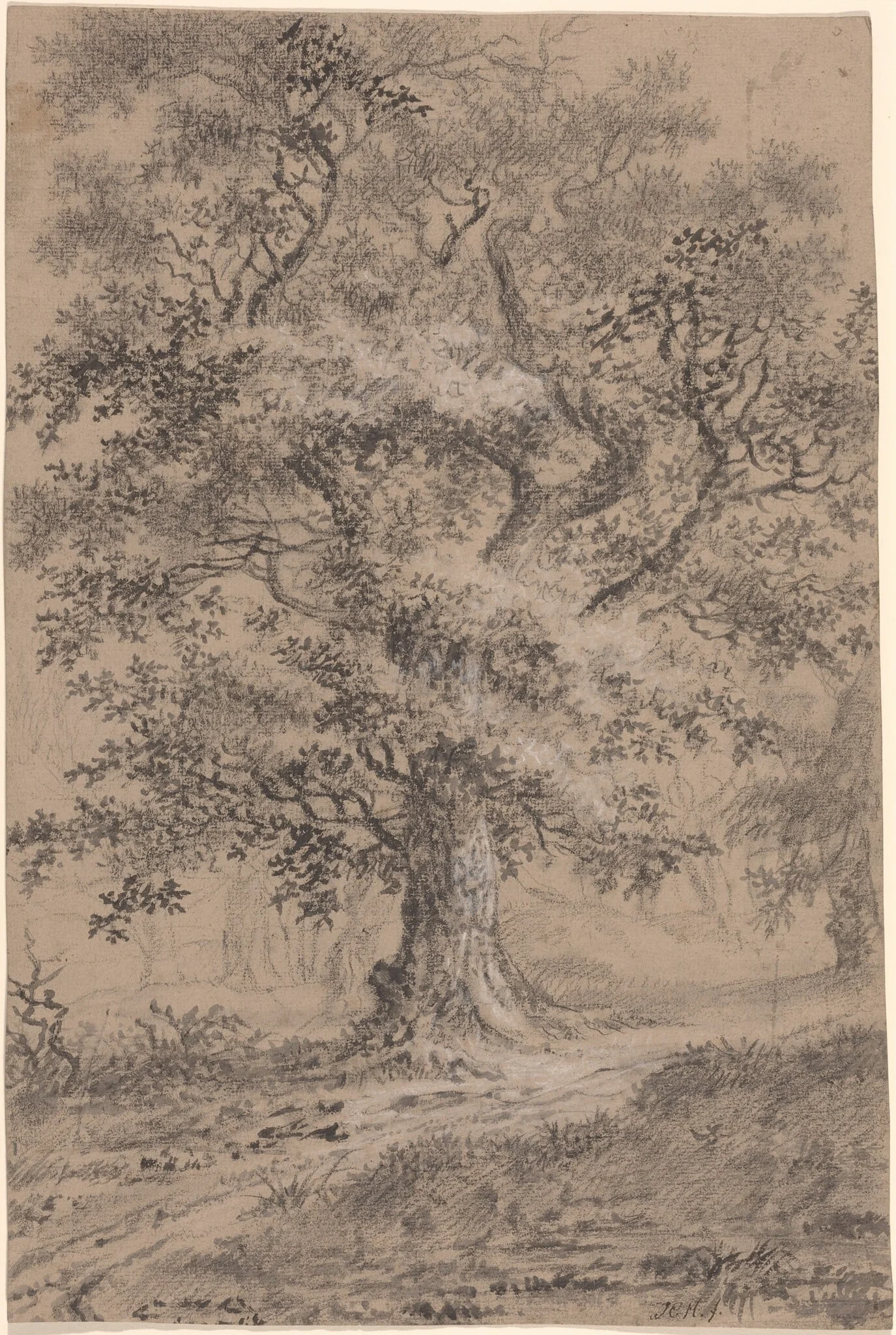 A Leafy Oak by a Woodland Path