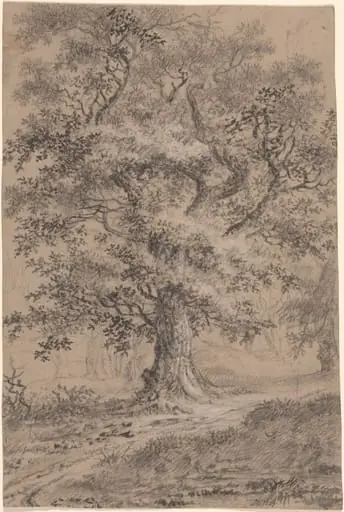 A Leafy Oak by a Woodland Path