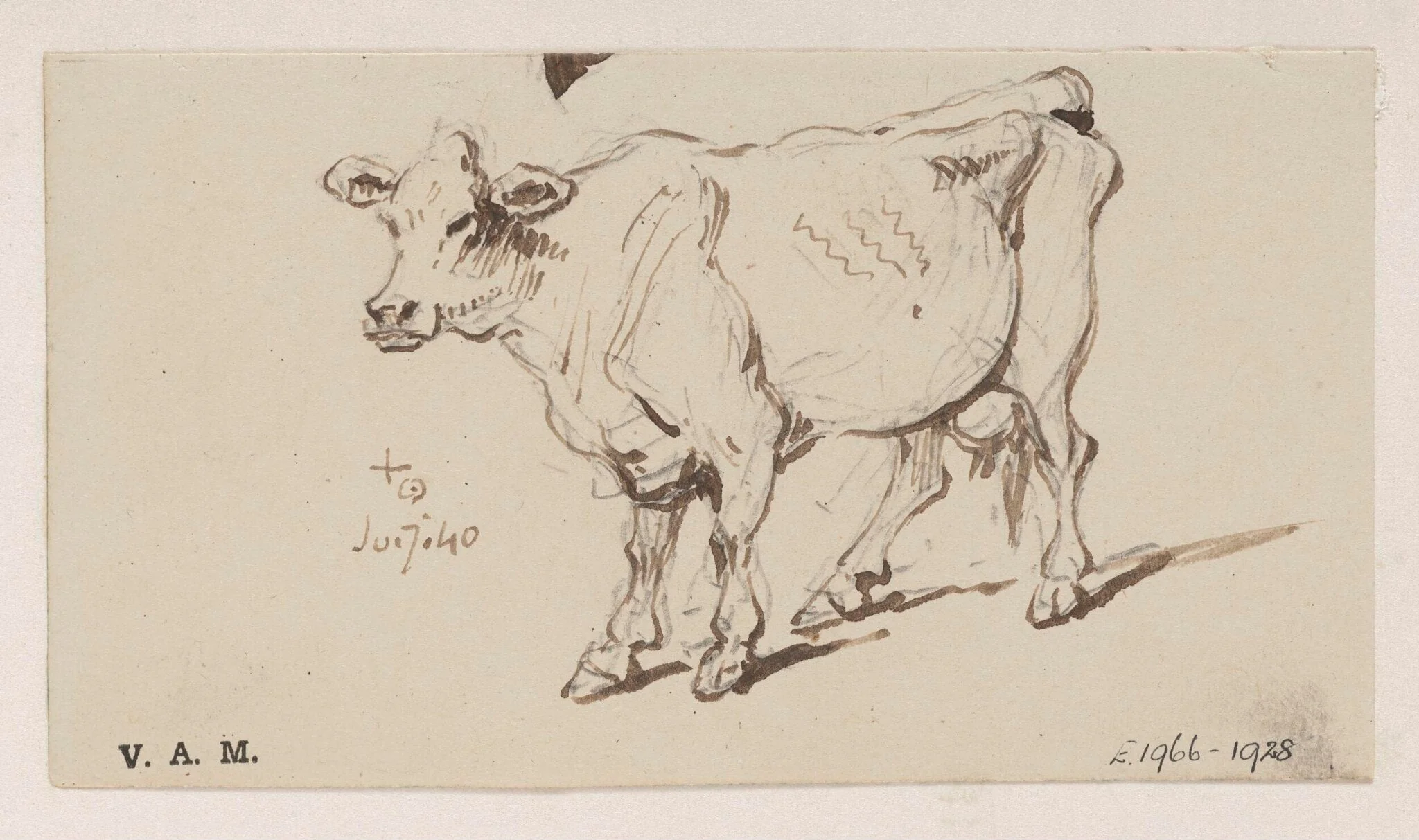 A standing cow