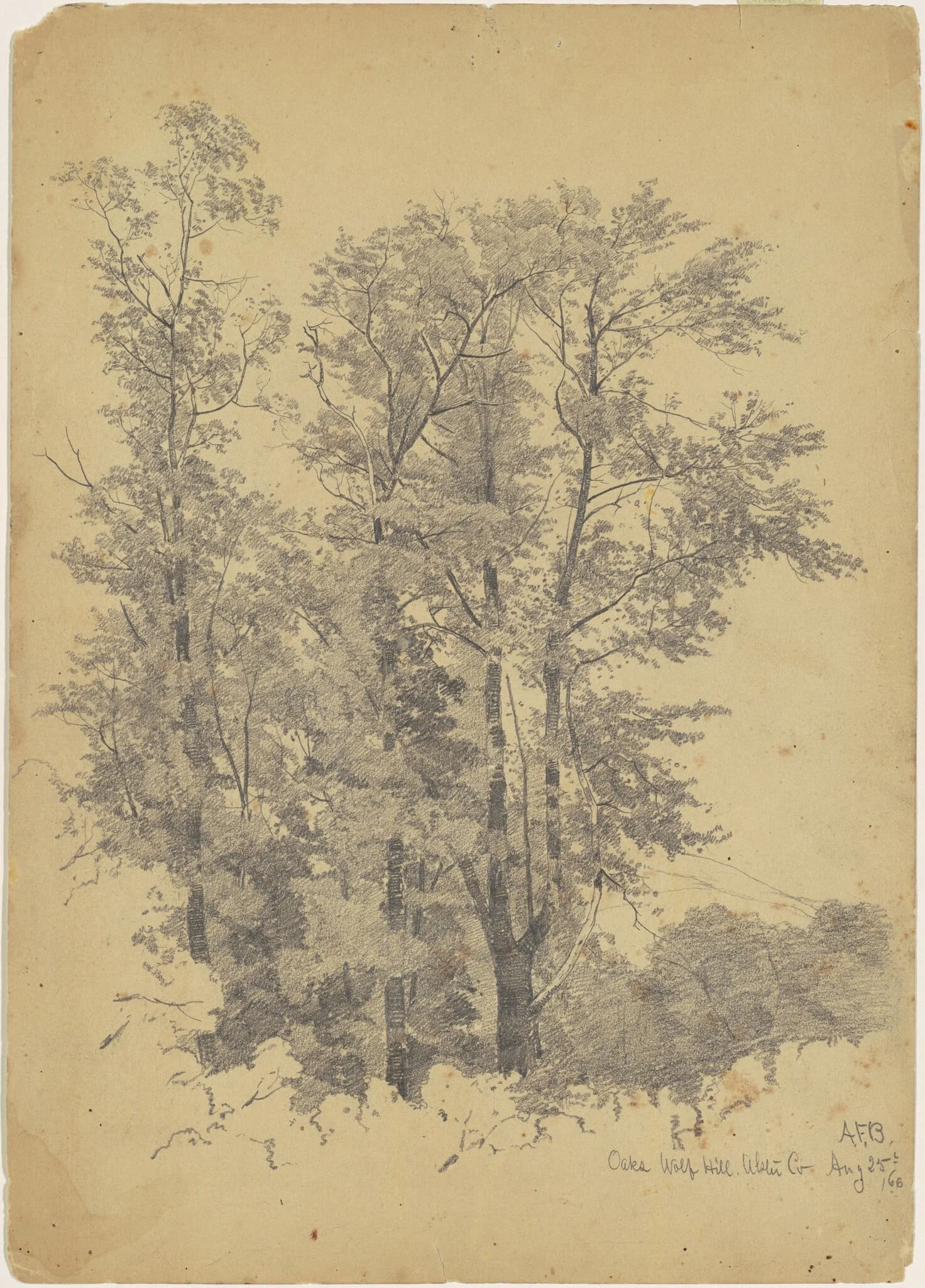 Oaks, Wolf Hill, Ulster County, by Andrew Fisher Bunner, graphite, 1866