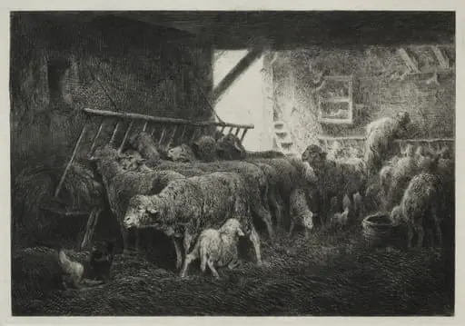 Interior of a Sheep Pen
