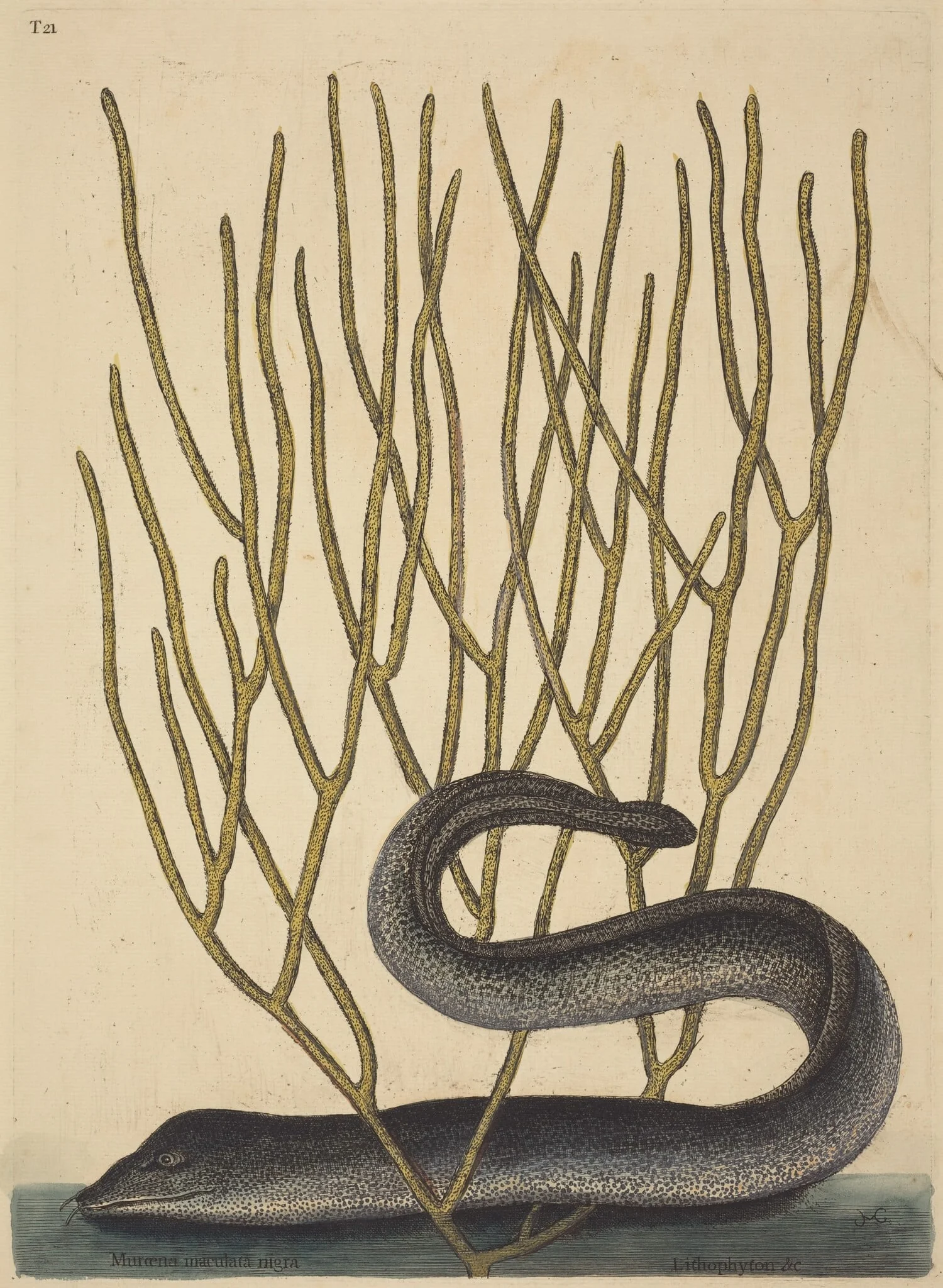 The Black Muray (Muraenae helenae varietas), by Mark Catesby, ink, 1737
