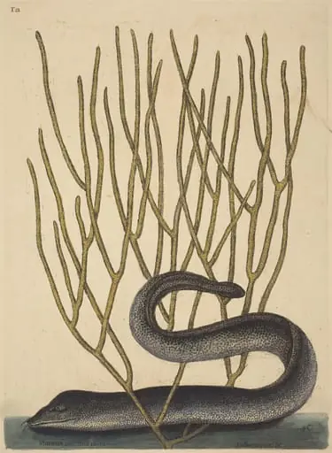 The Black Muray (Muraenae helenae varietas)