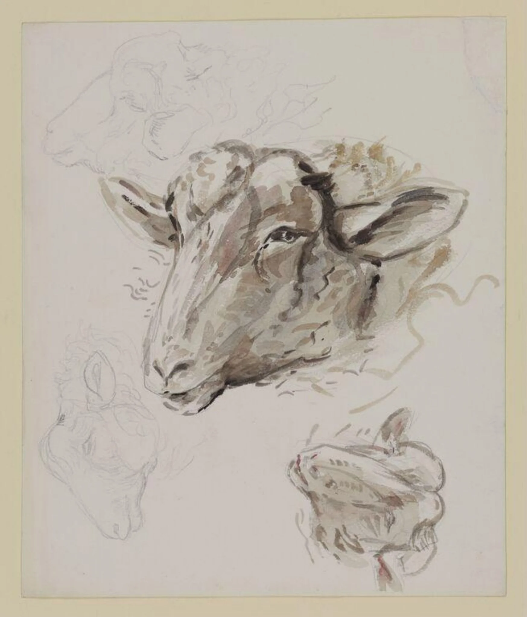 Studies of a sheep's head, by Beatrix Potter, watercolor, 1909