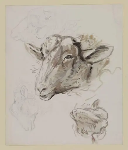 Studies of a sheep's head