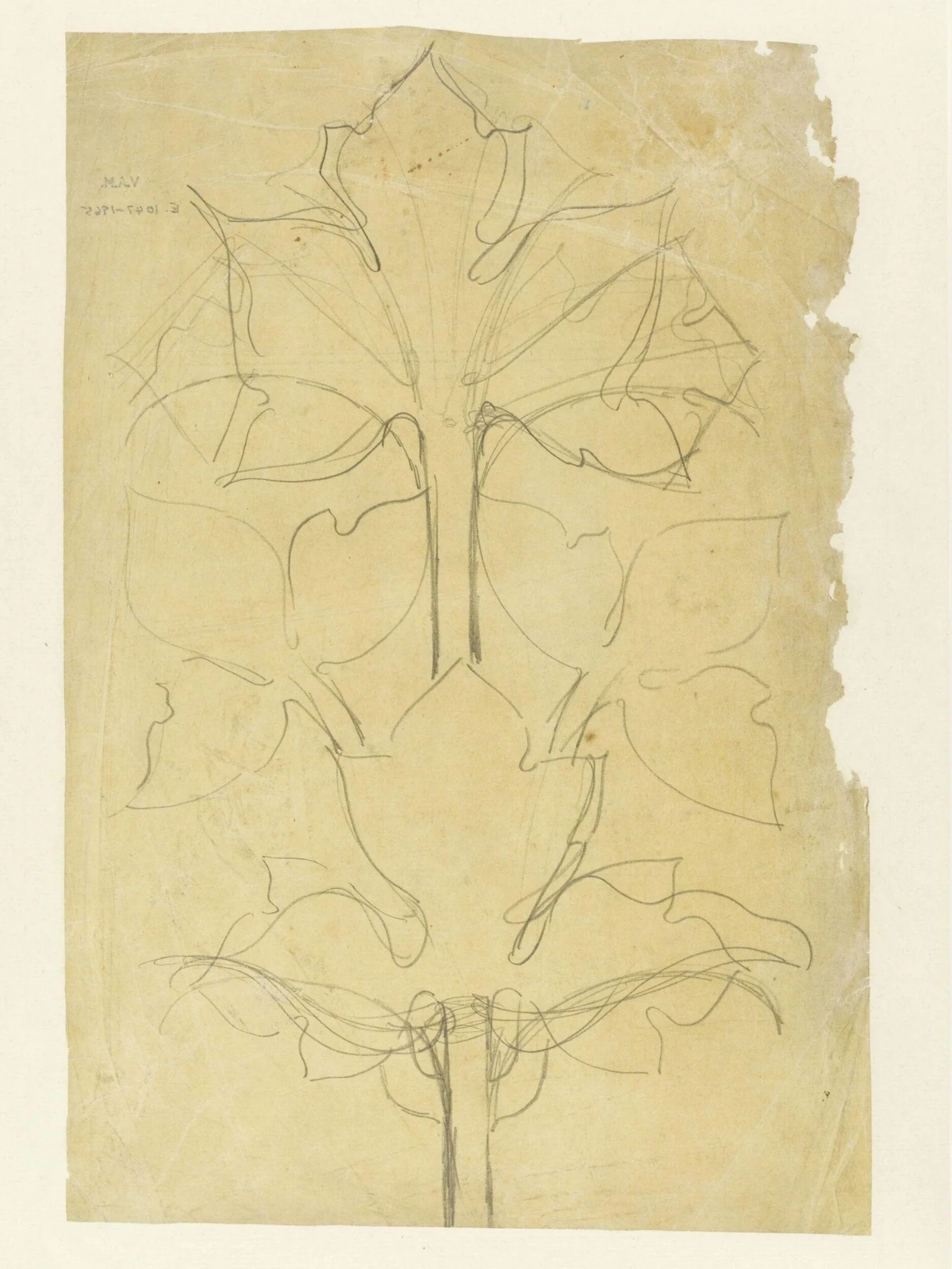 Drawing of leaves