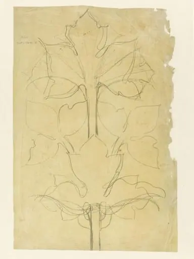 Drawing of leaves