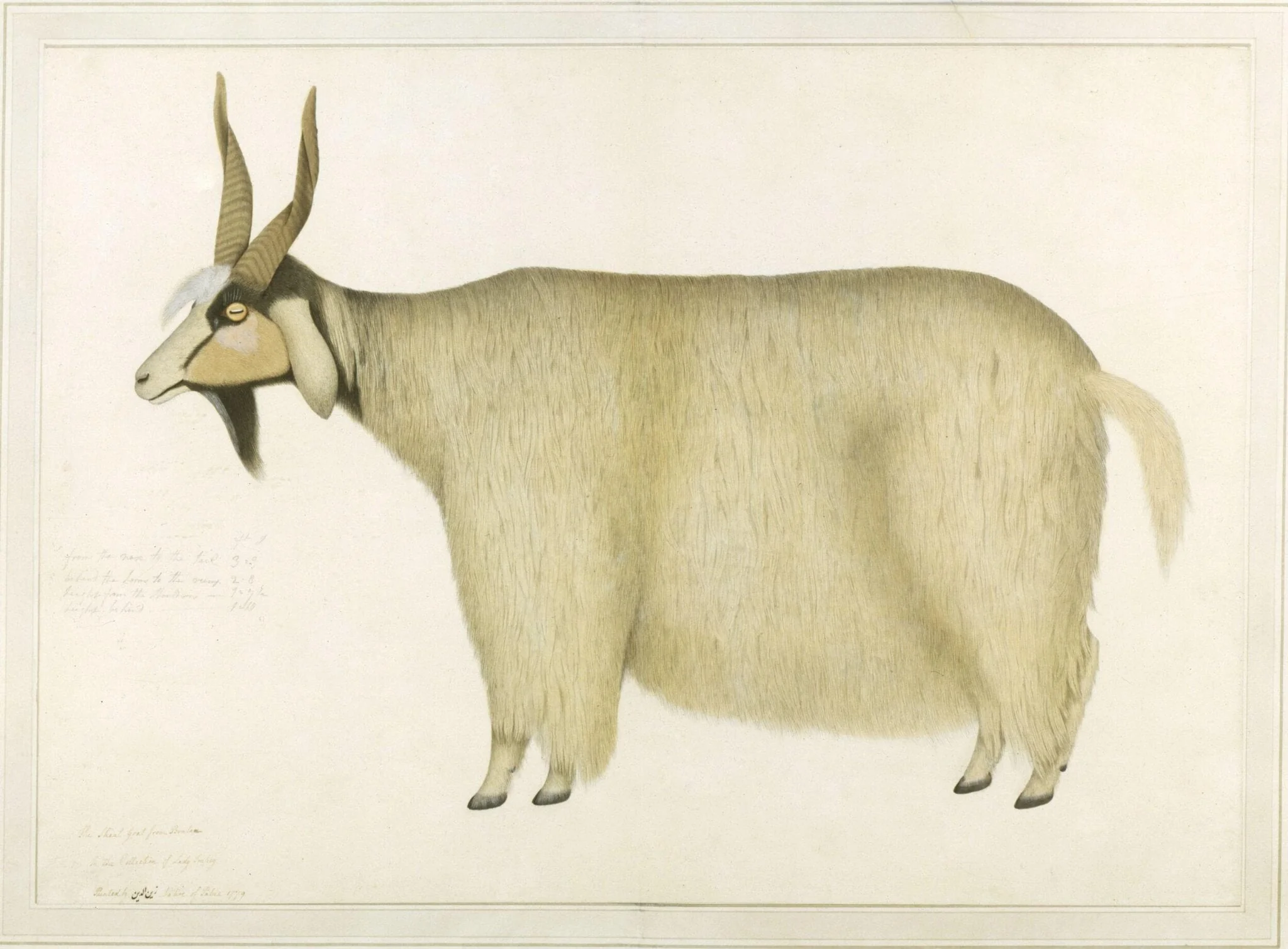 A Shawl goat, by Sheikh Zainuddin, paint, 1779