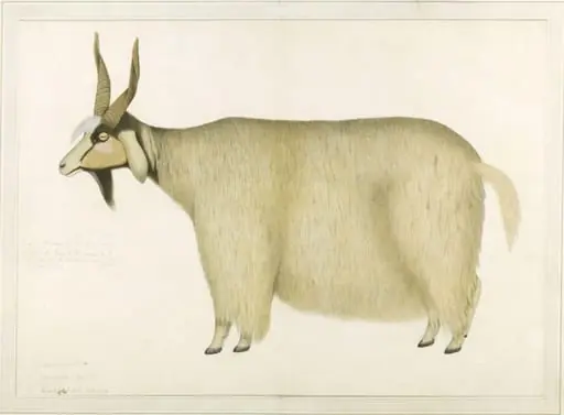A Shawl goat