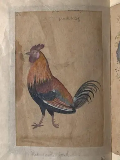 Depictions of a Coppersmith and a Red jungle-fowl of Northern India