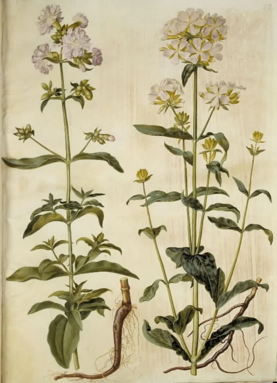 Saponaria officinalis (almindelig sæbeurt), by Unknown, unspecified, 1654