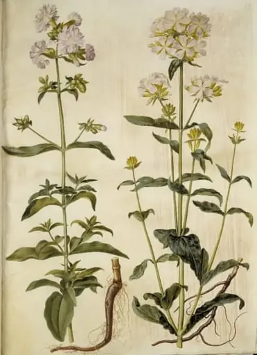 Saponaria officinalis (almindelig sæbeurt)