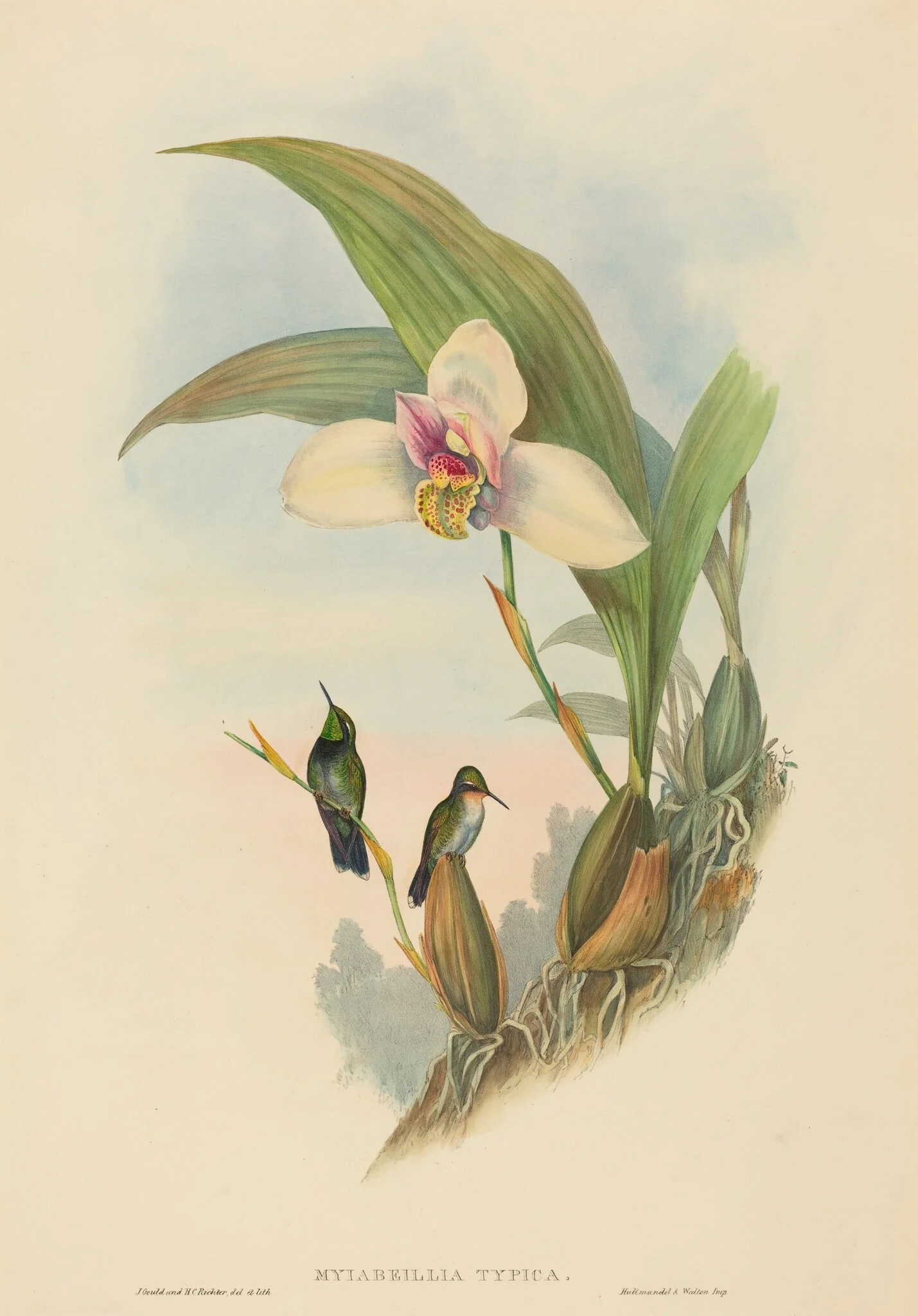 Myiabeillia typica (Abeille's Hummingbird), by John Gould, ink, 1842