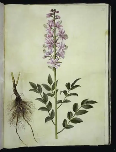 Dictamnus albus (hvid diktam)