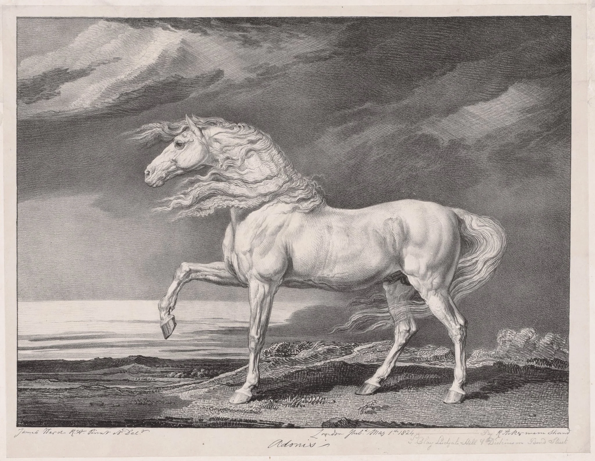 Fourteen Celebrated Horses:  Adonis, by James Ward, 1824