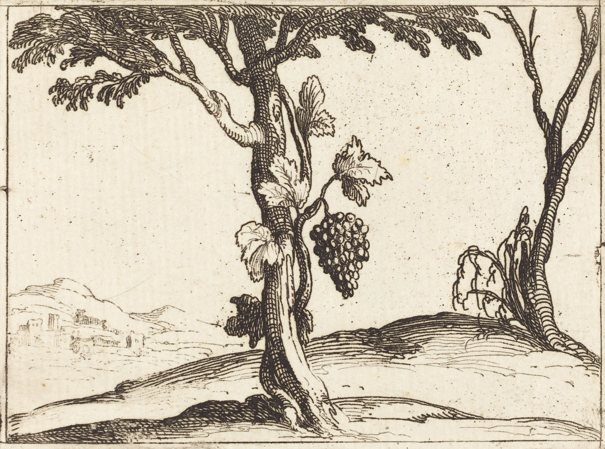 Bunch of Grapes, by Jacques Callot, ink, 1628